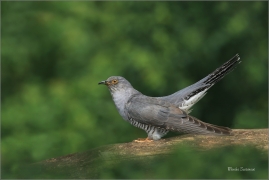 <p>KUKAČKA OBECNÁ (Cuculus canorus) jižní Morava ---- /Common cuckoo - Kuckuck/</p>